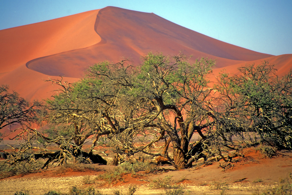 Sahara Desert растения