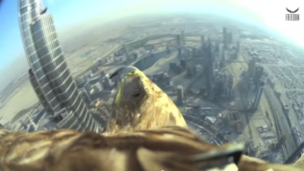 Орел с видеокамерой спустился с самого высокого здания мира 