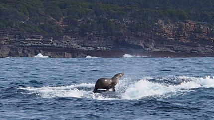 В Австралии тюлень оседлал горбатого кита