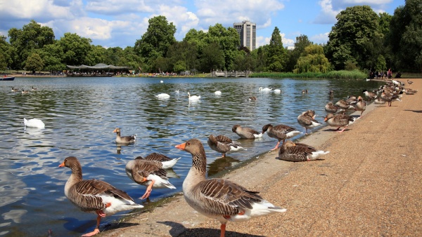 Сент-Джеймсский парк, Лондон, Великобритания, Европа