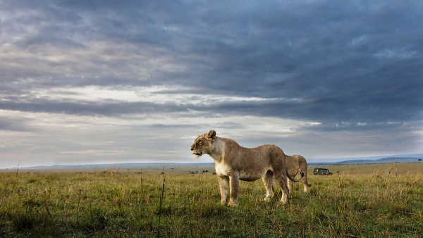 Национальный парк Масаи Мара - Момбаса, Кения. Обзор, фотографии ...